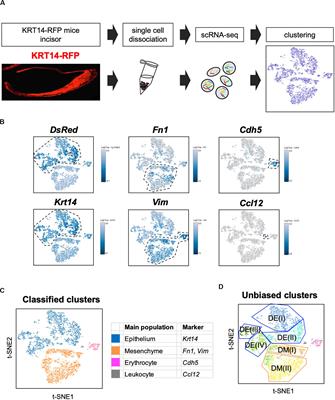 Single-Cell RNA-Sequencing From Mouse Incisor Reveals Dental Epithelial Cell-Type Specific Genes